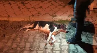 Sokak Ortasında Silahla Vurduğu Köpeği Çöp Konteynerine Attı