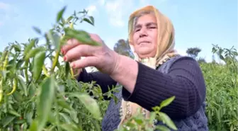 Kadın Çiftçi, Biber Yetiştirerek Evini Geçindiriyor