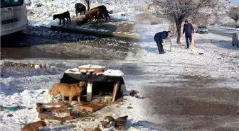 Sokak Hayvanları Unutulmadı