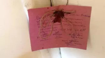 Fuhuş Operasyonunda Yakalanan Kadında Frengi Çıktı