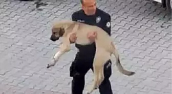 Polis Memuru, Yaralı Köpeği Kucağında Veterinere Götürdü