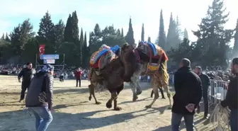 Balıkesir'de Develer Güreşti