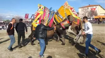 Gömeç'te Deve Güreşi Heyecanı