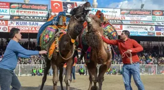 Kumluca Geleneksel Deve Güreşleri