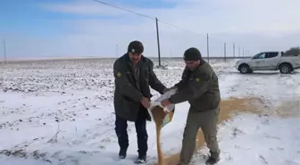 Karaman'da Yaban Hayvanlarına Yem Desteği