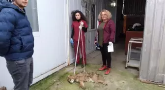 Köylülerin Yaralı Bulduğu Çakala Tedavi
