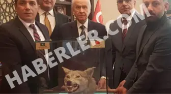 MHP Lideri Devlet Bahçeli'ye Doğum Gününde Doldurulmuş Kurt Hediye Edildi