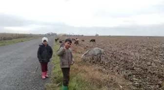 Çoban Çocukların Zorlu Mesaisi