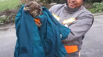 Kanadı Kırık Şahini Temizlik İşçileri Kurtardı