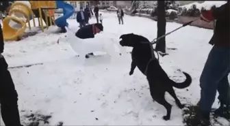 Kardan Köpeği Gerçek Sanınca