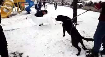 Köpek, Kardan Köpeğe Saldırmaya Çalıştı