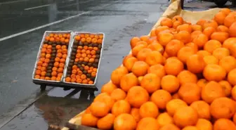 Rize'de Mandalina Hasadı Başladı