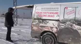 Yabani ve Sokak Hayvanları İçin Yemleme Çalışması