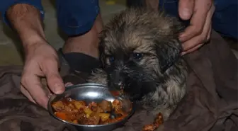 Ölmek Üzere Olan Yavru Köpeğin İmdadına Anne ve Oğlu Yetişti