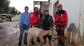 Kayıp Keçi Akut Ekiplerince Bulundu