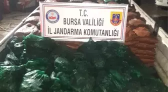 Bursa'da 19 Ton Kaçak Midye Ele Geçirildi