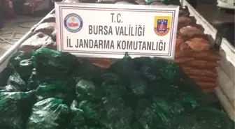 Jandarmanın Durdurduğu 2 Araçta 19 Ton Kaçak Midye Bulundu