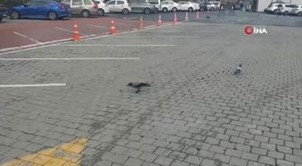 Karganın Cevizle İmtihanı Kamerada