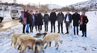 Sokak Hayvanları İçin Gönüllülerle İşbirliği