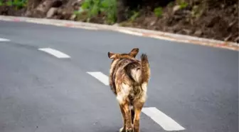 Sokaktaki Başıboş Köpeklerin Akıbeti Belirsiz