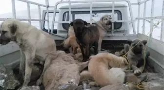 Belediye Görevlileri, Sokak Köpeklerini Boş Araziye Bırakacaktı' İddiası