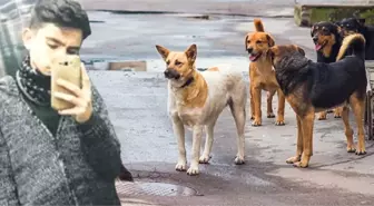 Kayseri'de Liseli Genci Parçalayarak Öldüren Sokak Köpekleri, Dehşet Saçmaya Devam Ediyor