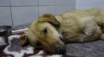 Geçen Hafta Otomobilin Çarptığı Köpek Kurtarılamadı