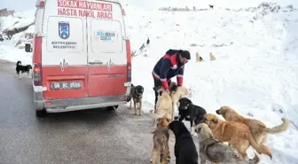 Sahipsiz Sokak Hayvanları Unutulmadı