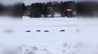 Kanada'da Körfeze Giden Sular Dondu, Foklar Mahsur Kaldı