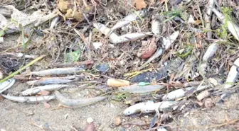 Karaya Vuran Gümüş Balığı Sürüsü Martılara Yem Oldu