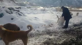 Reşadiye Belediyesi Sokak Hayvanlarını Unutmadı