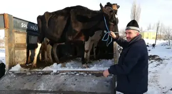 Şehit Annesi İneklerine Kavuştu, Sevinç Gözyaşları Döktü