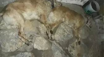 Tavuk Etiyle Zehirlendiği Sanılan 2 Köpek Öldü