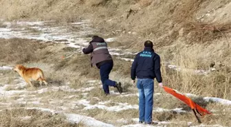 Van'da Sokak Köpekleri İçin Sıkı Çalışma