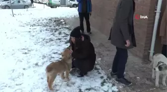 Van'da Sokak Köpekleri İçin Sıkı Çalışma