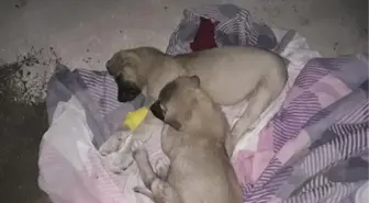 Köpeği Ezip Yoluna Devam Etti (2)