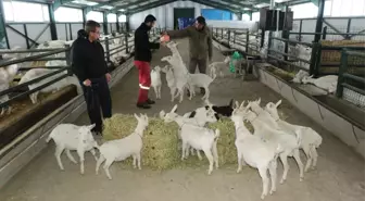 Kravattan Sıkıldı, Keçi Çiftliği Kurdu