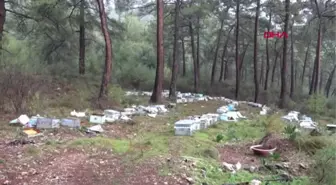 Muğla Sakin Kentte Ayılar Arı Kovanlarını Parçaladı, 1 Arıcıya Saldırdı