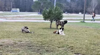 Türkiye'de Saldırgan Köpekler Üzerine Doktora Yapan Tek Uzman Konuştu