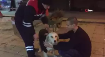 Zonguldak - Özel)temizlik İşçisi Soğuktan Donmasın Diye Çöpten Bulduğu Kazağı Köpeğe Giydirdi