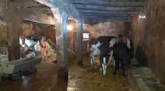 Atanamayan Öğretmen Adayı Çareyi Köyünde Buldu