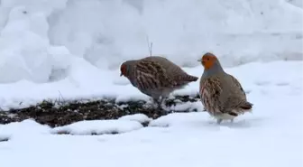 Tunceli'de Koruma Altındaki Su Samuru ve Çil Kekliği Görüntülendi