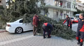 50 Metrelik Ağaç Çocuk Parkının Üzerine Devrildi