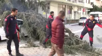 50 Metrelik Ağaç Çocuk Parkının Üzerine Devrildi