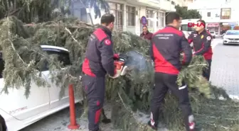 Adana 30 Metrelik Ağaç, Çocuk Parkının Üzerine Devrildi