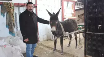 Kayseri'de Akıllı Eşek 'Keko' Verilen Komutları Yerine Getiriyor