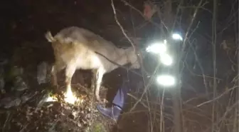 Mahsur Kalan Keçileri İtfaiye Kurtardı