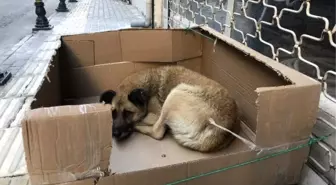 Sokak Köpeğine Kartondan Yuva Yaptı