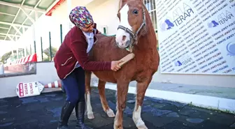 Kadın Seyis, Atları Çocuklarından Ayırt Etmiyor