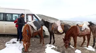 Yük Taşımakta Kullanılan Katırlar Dağcıların Yoldaşı Oldu